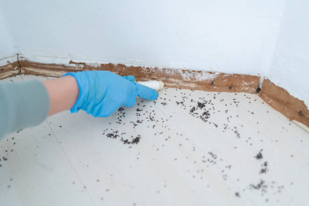 Best Termite Control Services  in Tunkhannock, PA